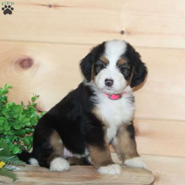 Party Cake, Bernedoodle Puppy